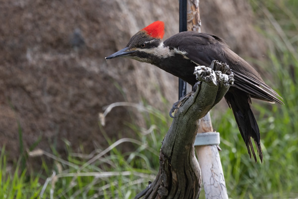 Pileated Woodpecker - ML619782948