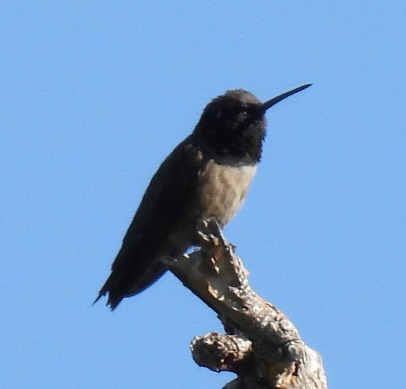 Black-chinned Hummingbird - ML619782985