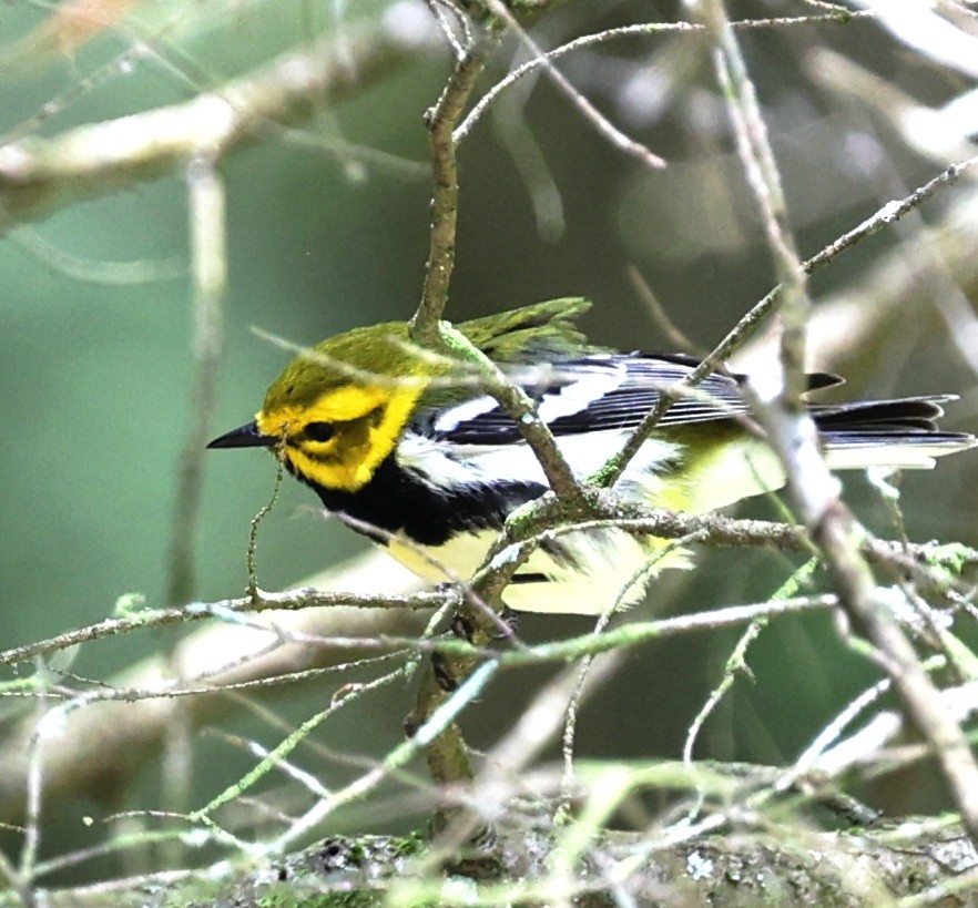 Black-throated Green Warbler - ML619783096
