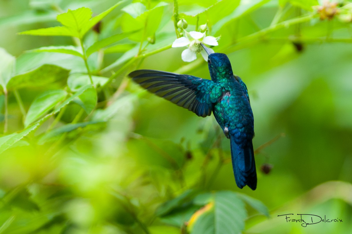 Blue-headed Hummingbird - Frantz Delcroix (Duzont)