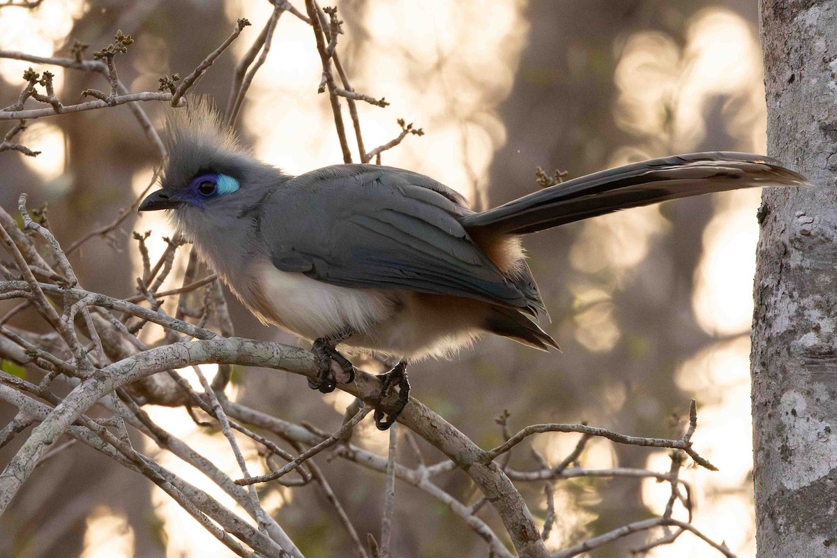Crested Coua (Crested) - ML619783155