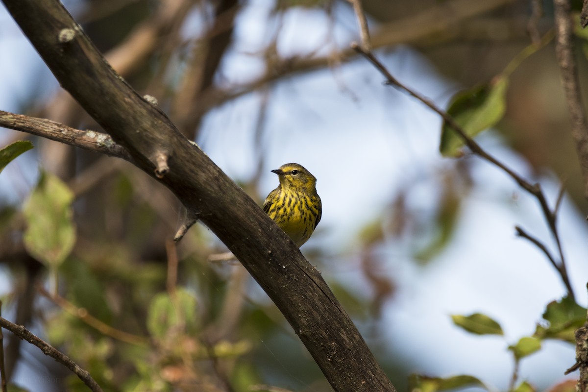 Cape May Warbler - ML619783218