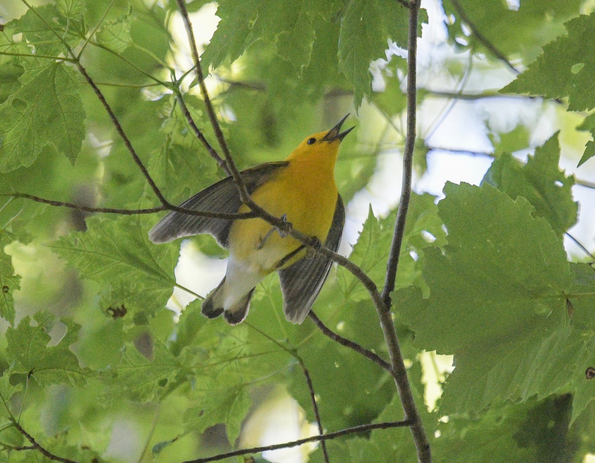 Prothonotary Warbler - ML619783254