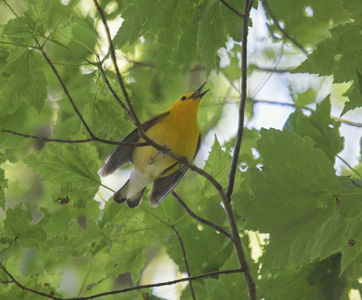 Prothonotary Warbler - ML619783263