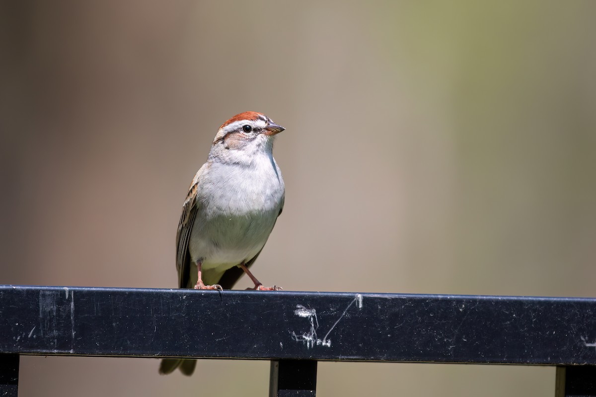 Chipping Sparrow - ML619783291