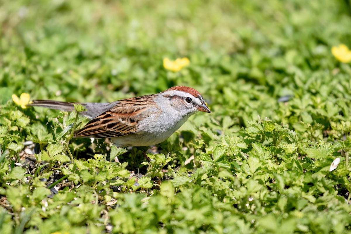 Chipping Sparrow - ML619783295