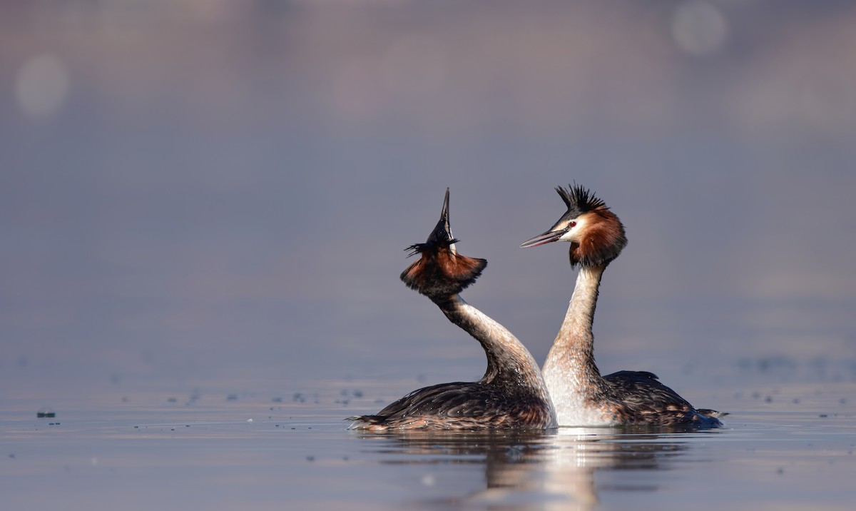 Great Crested Grebe - ML619783300