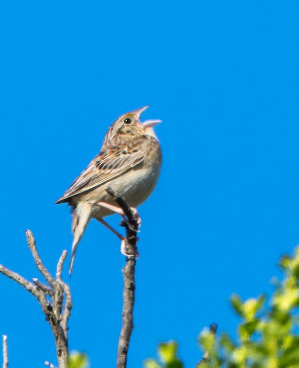 Grasshopper Sparrow - ML619783315