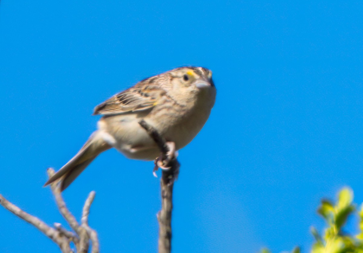 Grasshopper Sparrow - ML619783317