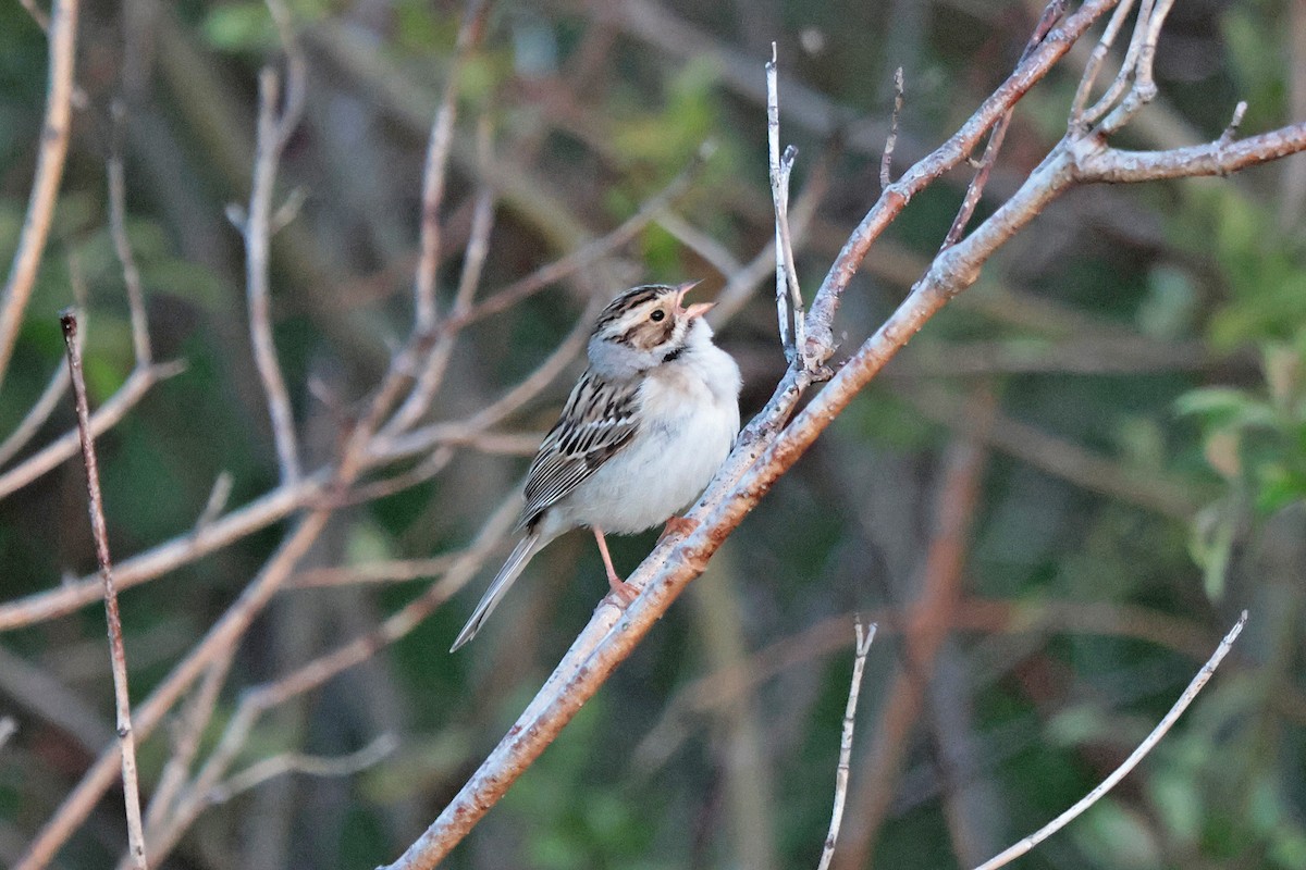 Clay-colored Sparrow - ML619783329