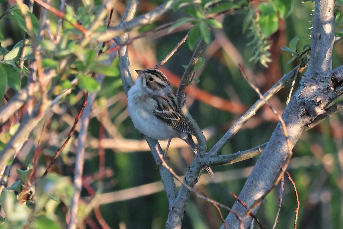 Clay-colored Sparrow - ML619783330