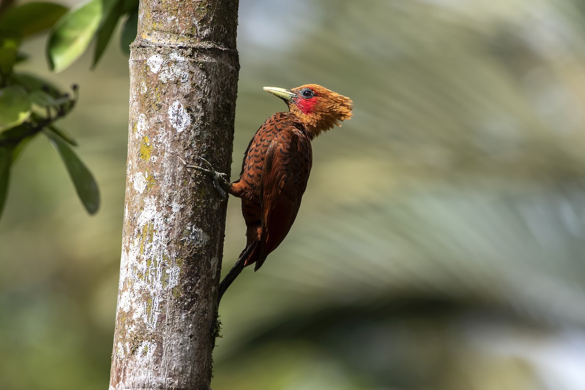 Chestnut-colored Woodpecker - ML619783380