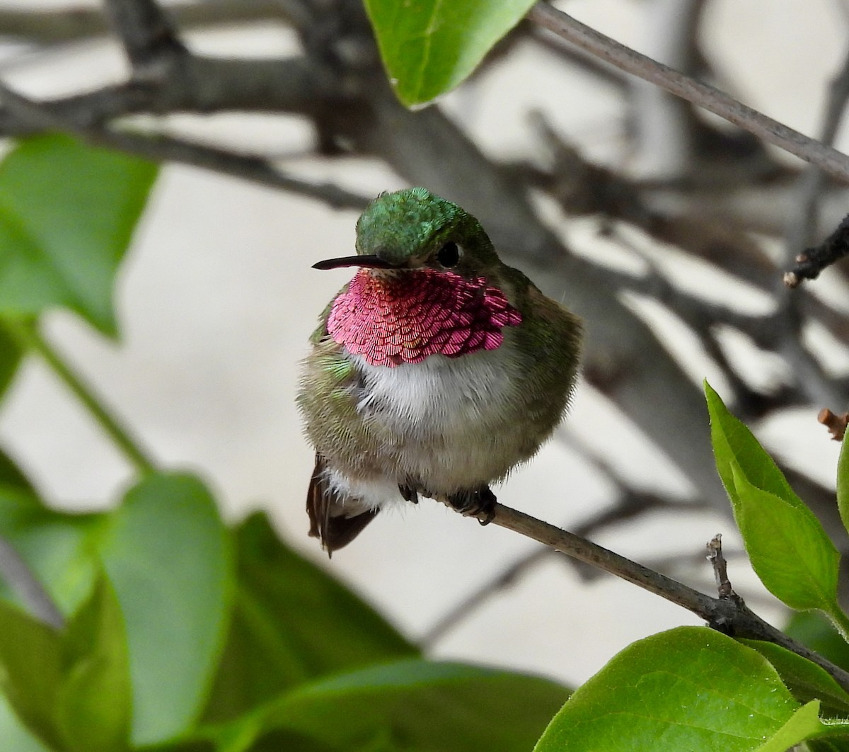 Broad-tailed Hummingbird - ML619783426