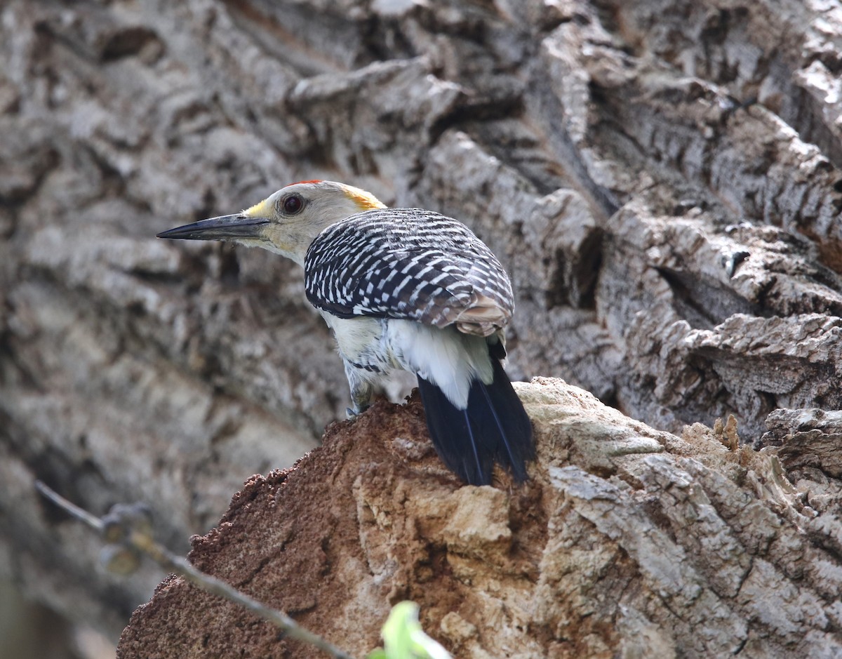 Golden-fronted Woodpecker (Northern) - ML619783462