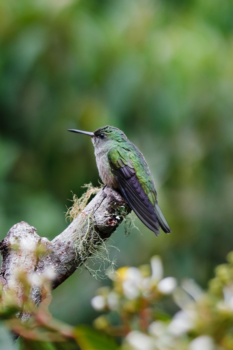 Scaly-breasted Hummingbird - ML619783471