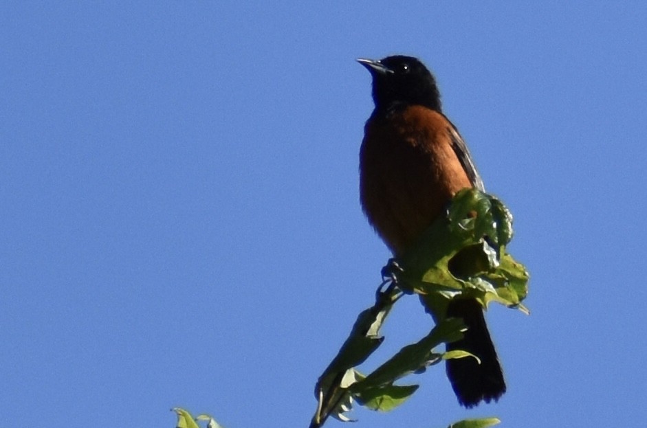 Orchard Oriole - ML619783476
