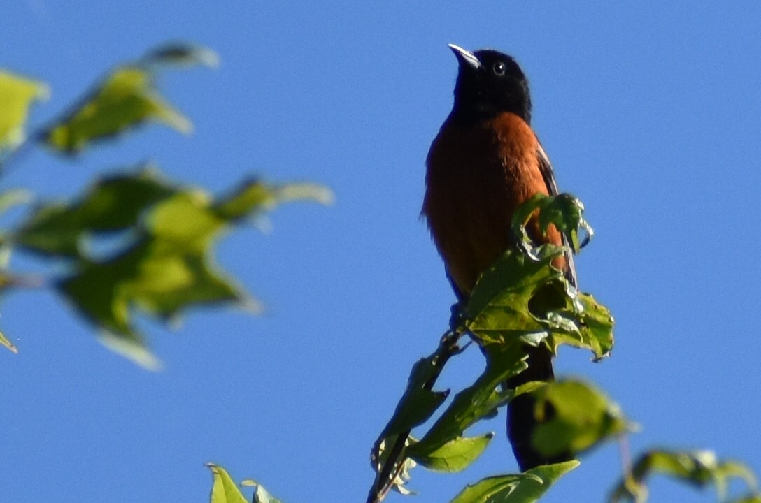 Orchard Oriole - ML619783477