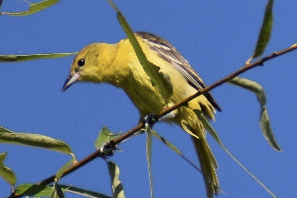 Orchard Oriole - ML619783480