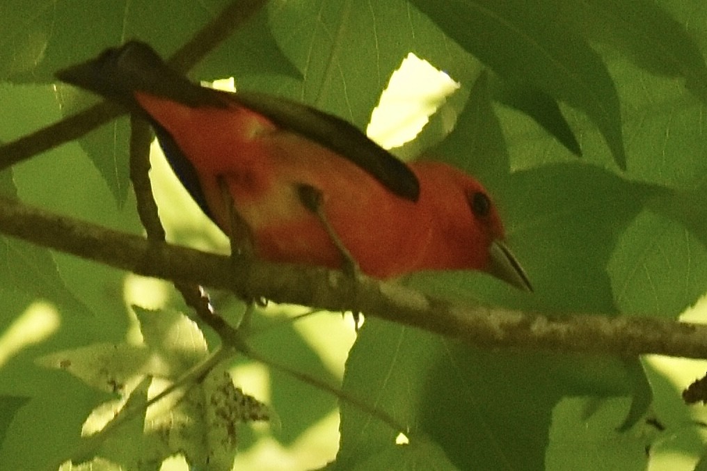 Scarlet Tanager - ML619783537