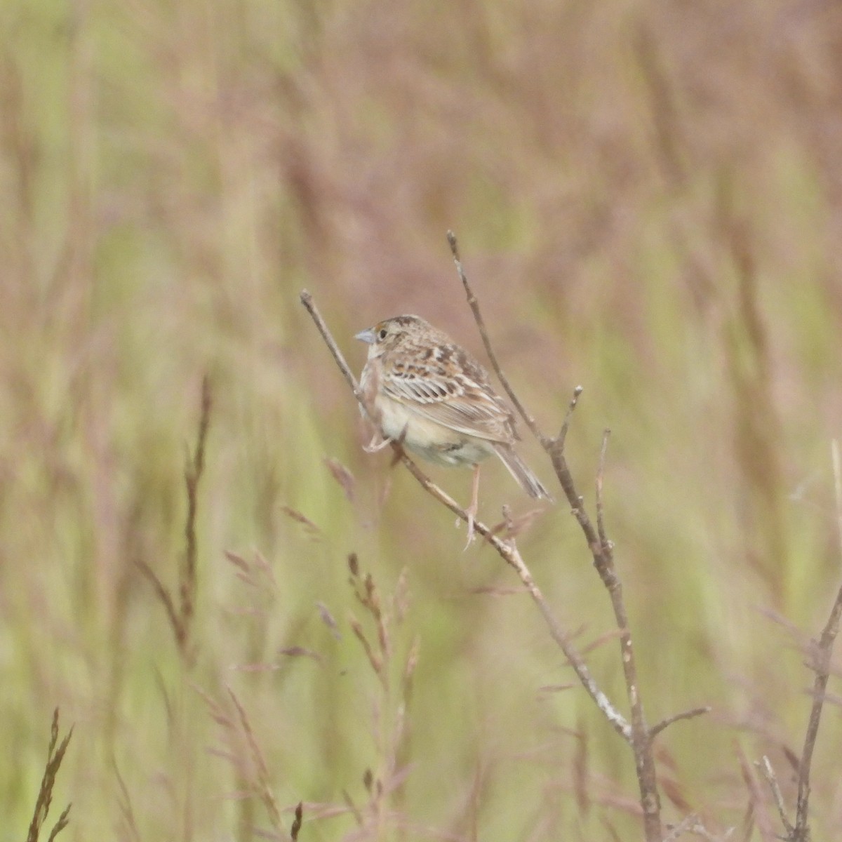 Grasshopper Sparrow - ML619783588