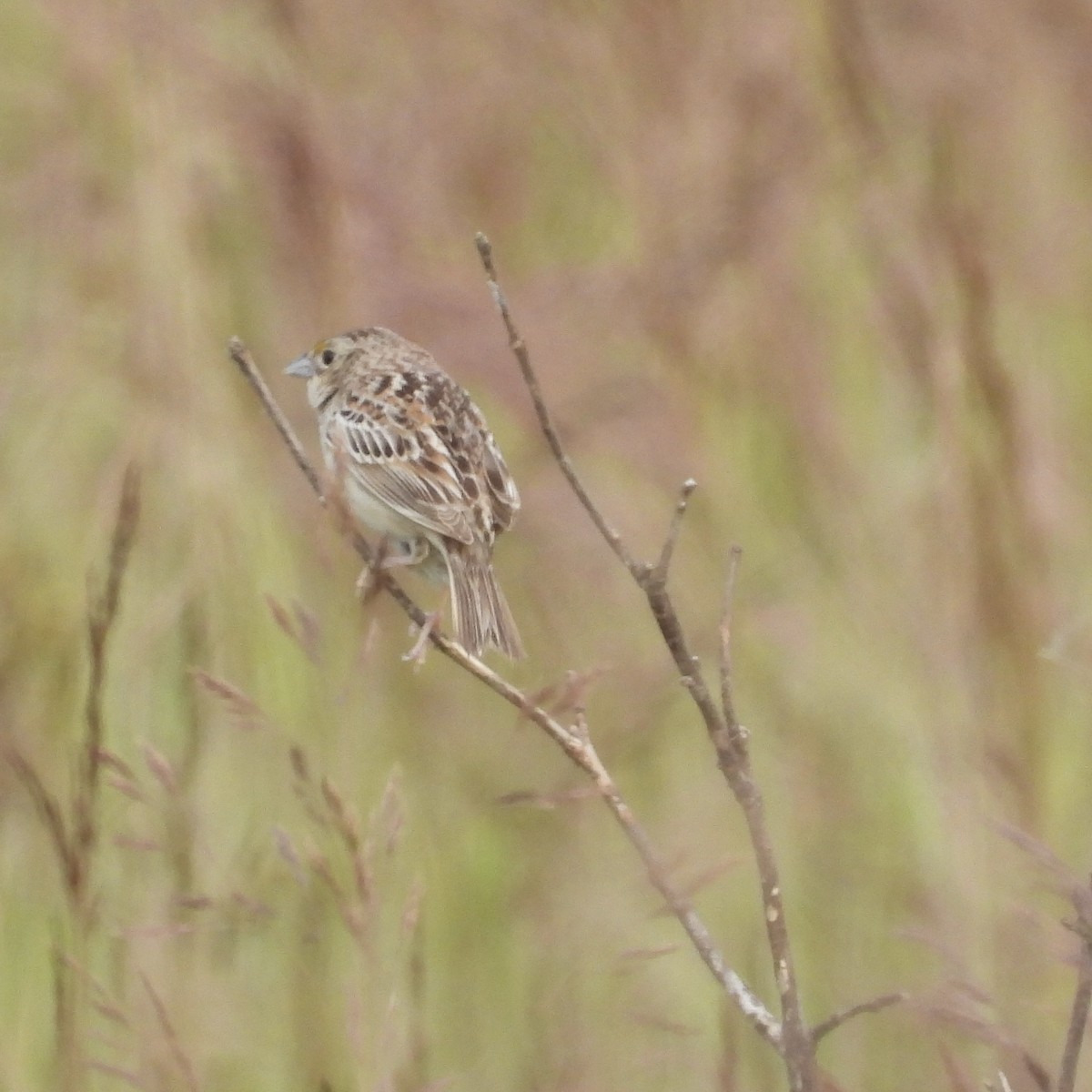 Grasshopper Sparrow - ML619783589