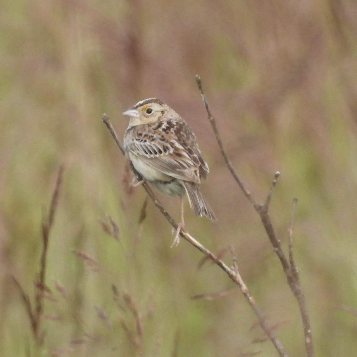 Grasshopper Sparrow - ML619783590