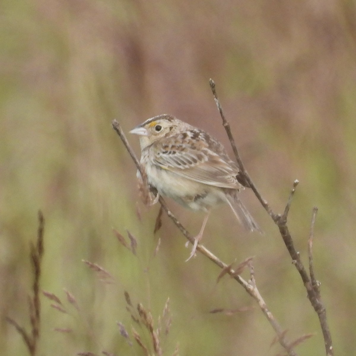 Grasshopper Sparrow - ML619783594