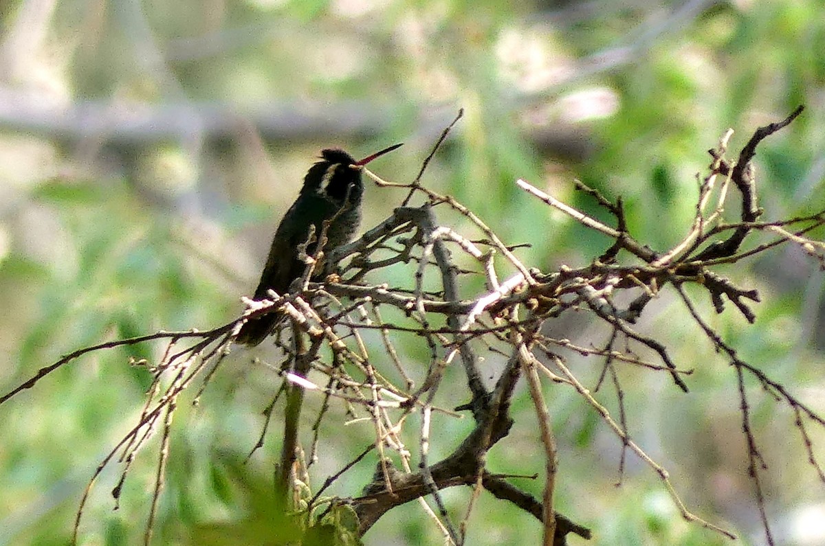 White-eared Hummingbird - ML619783655