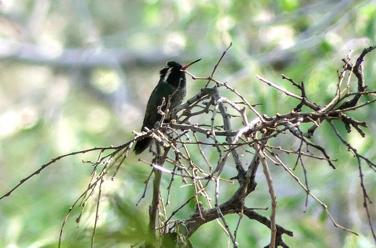 White-eared Hummingbird - ML619783656
