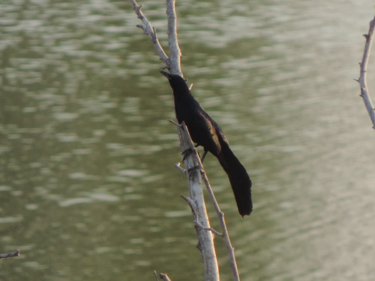 Great-tailed Grackle - ML619783670