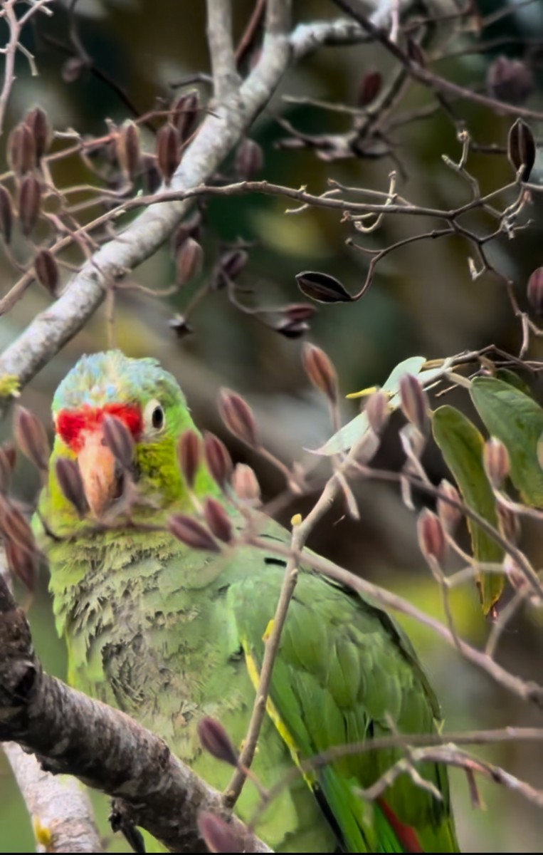 Red-lored Parrot - ML619783786