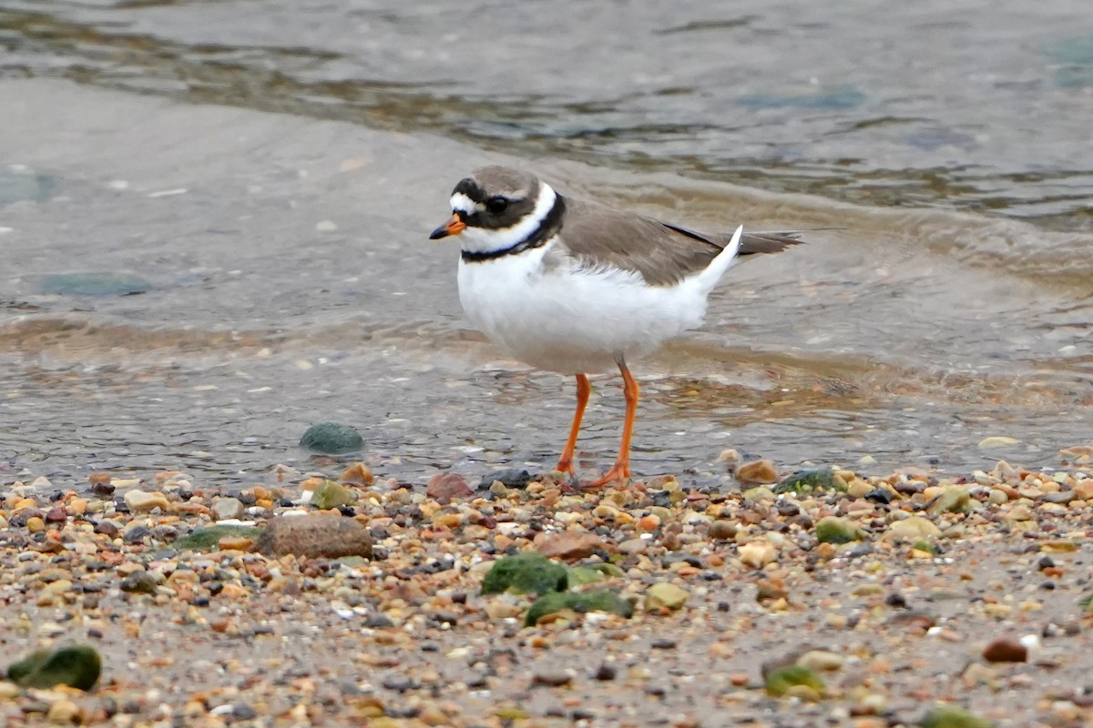 Common Ringed Plover - ML619783792