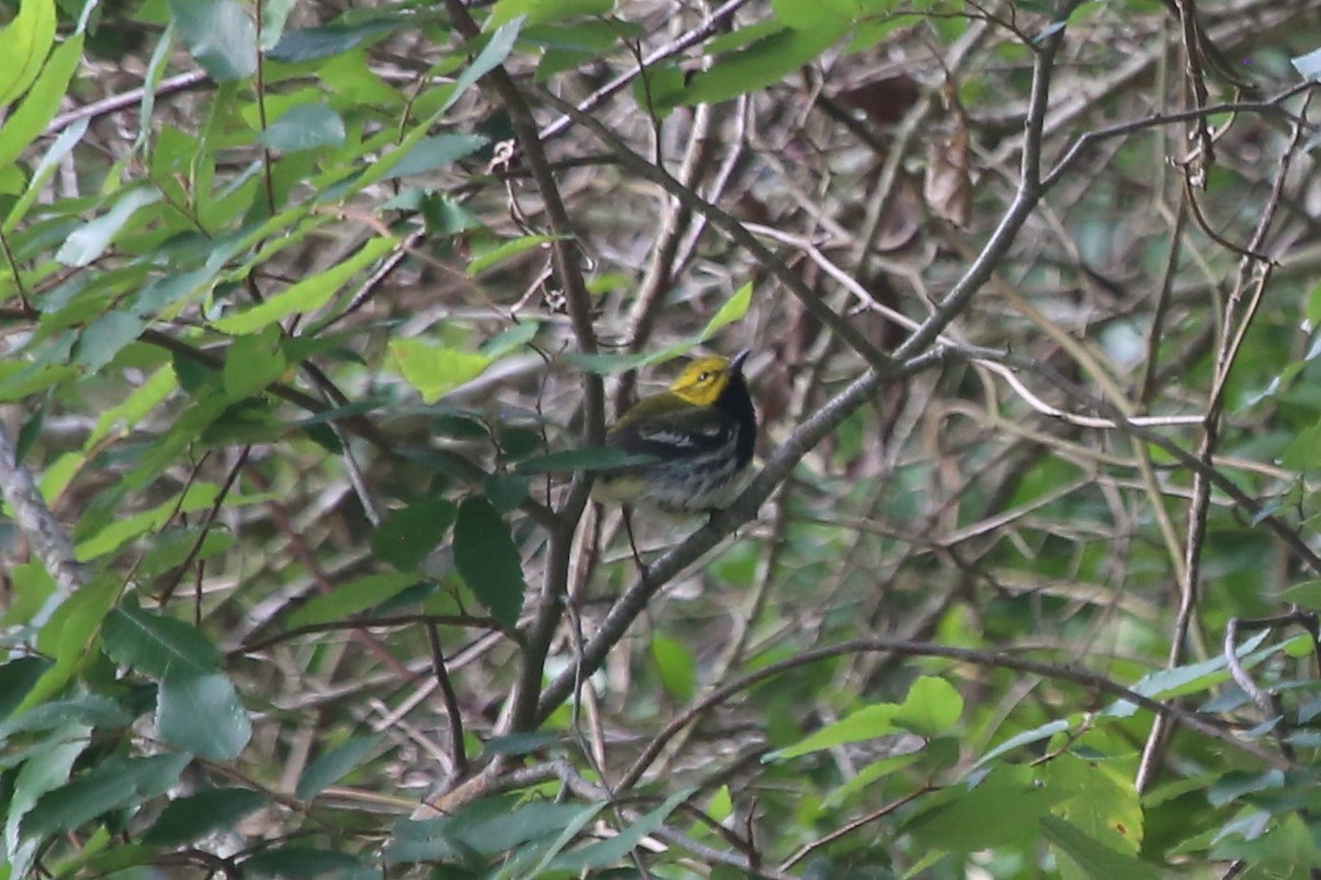Black-throated Green Warbler - ML619783801