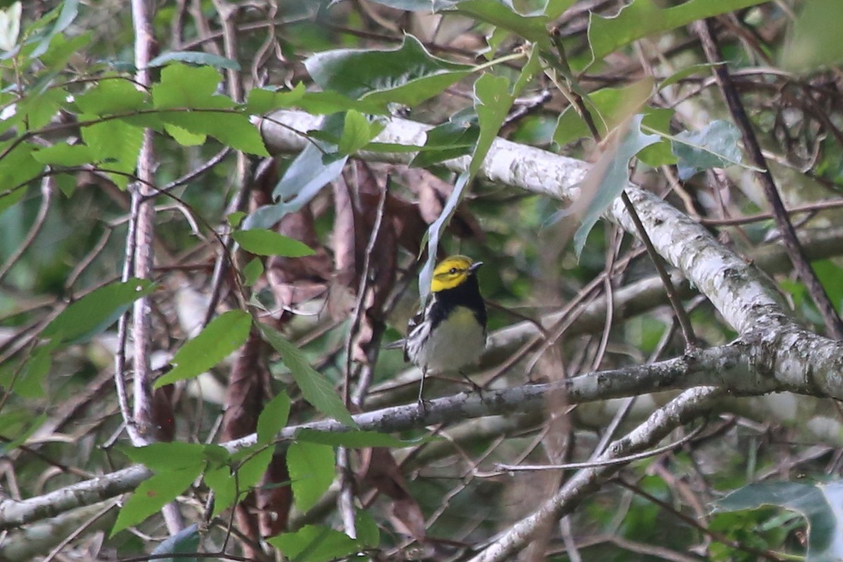 Black-throated Green Warbler - ML619783804