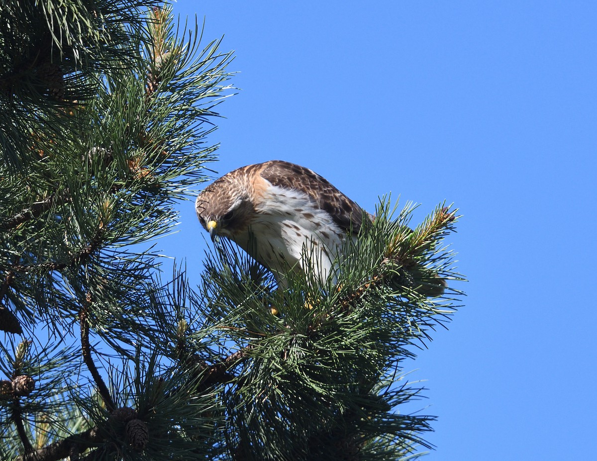 Red-tailed Hawk - ML619783814