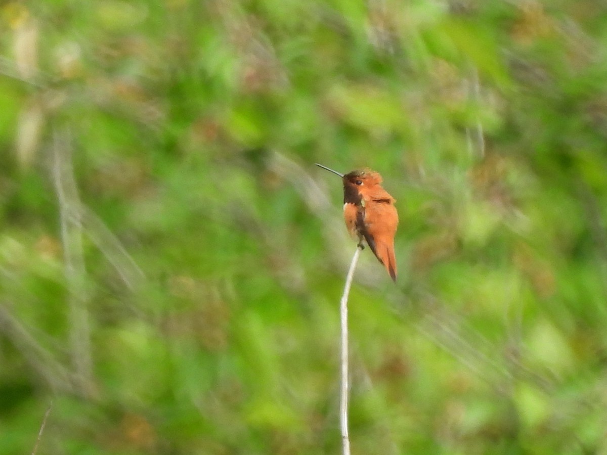 Rufous Hummingbird - ML619783819