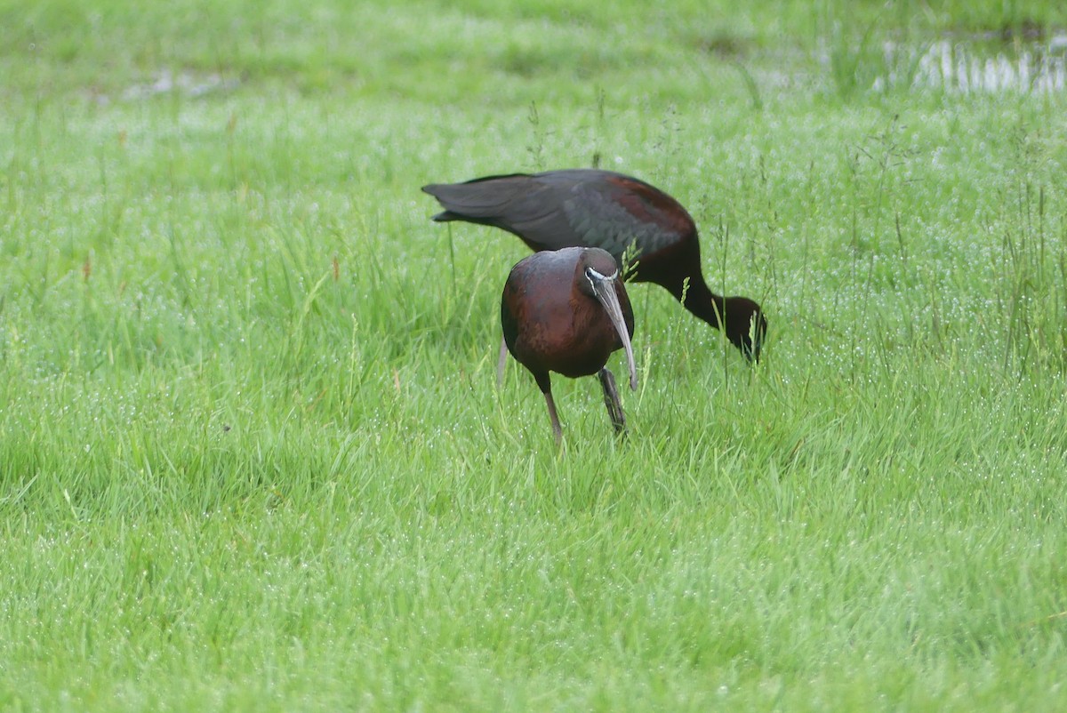 ibis hnědý - ML619783852