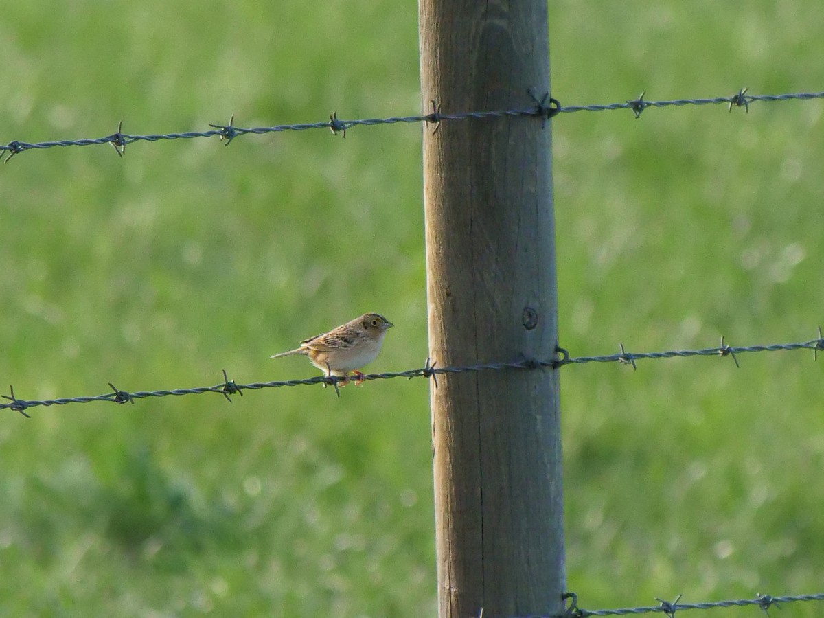 Grasshopper Sparrow - ML619783853