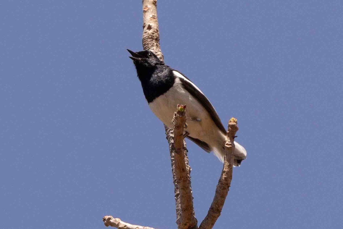Madagascar Magpie-Robin - ML619783866