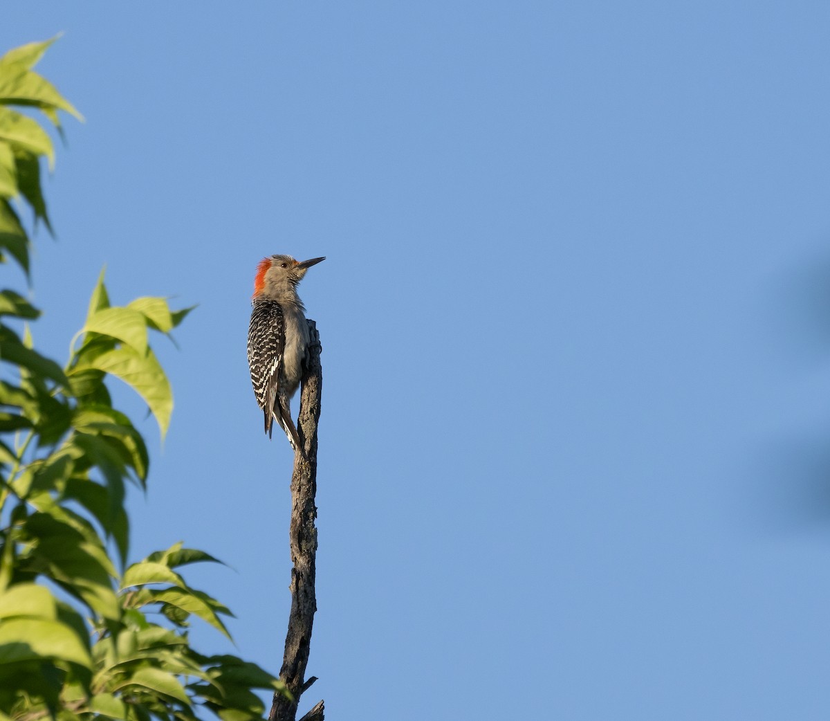 Red-bellied Woodpecker - ML619783872