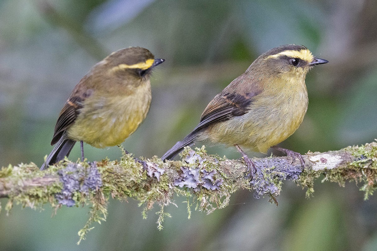 Yellow-bellied Chat-Tyrant - ML619783886
