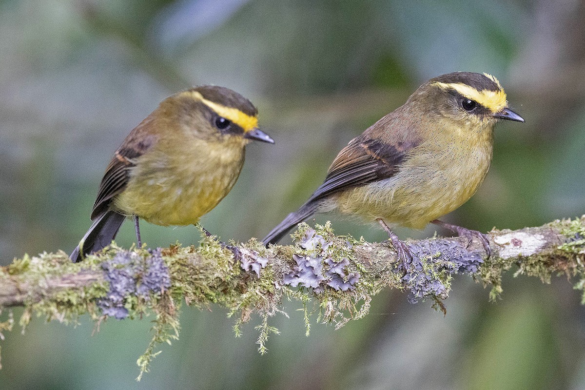 Yellow-bellied Chat-Tyrant - ML619783887