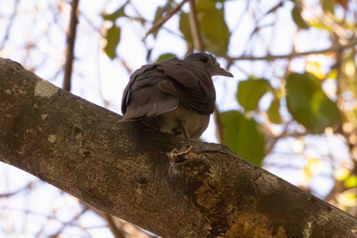 Pigeon de Madagascar - ML619783889