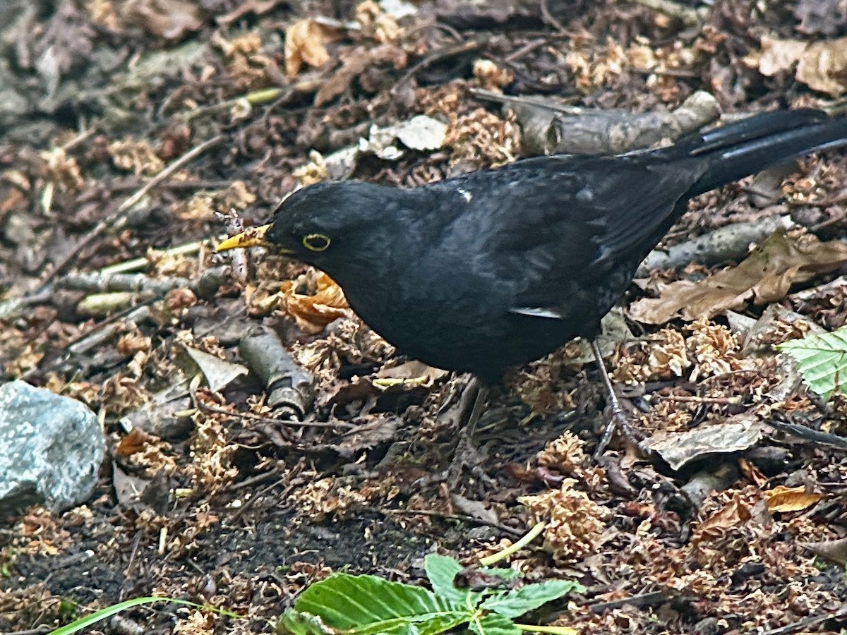 Eurasian Blackbird - ML619783891