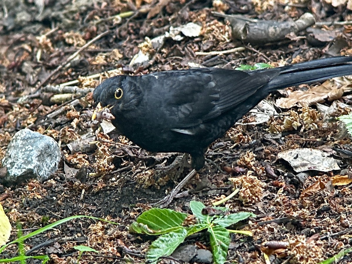Eurasian Blackbird - ML619783892