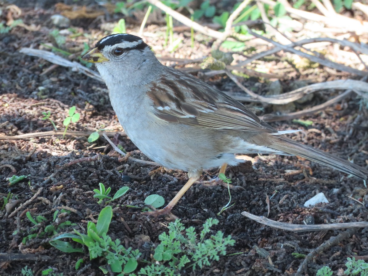 White-crowned Sparrow (nuttalli) - ML619783962