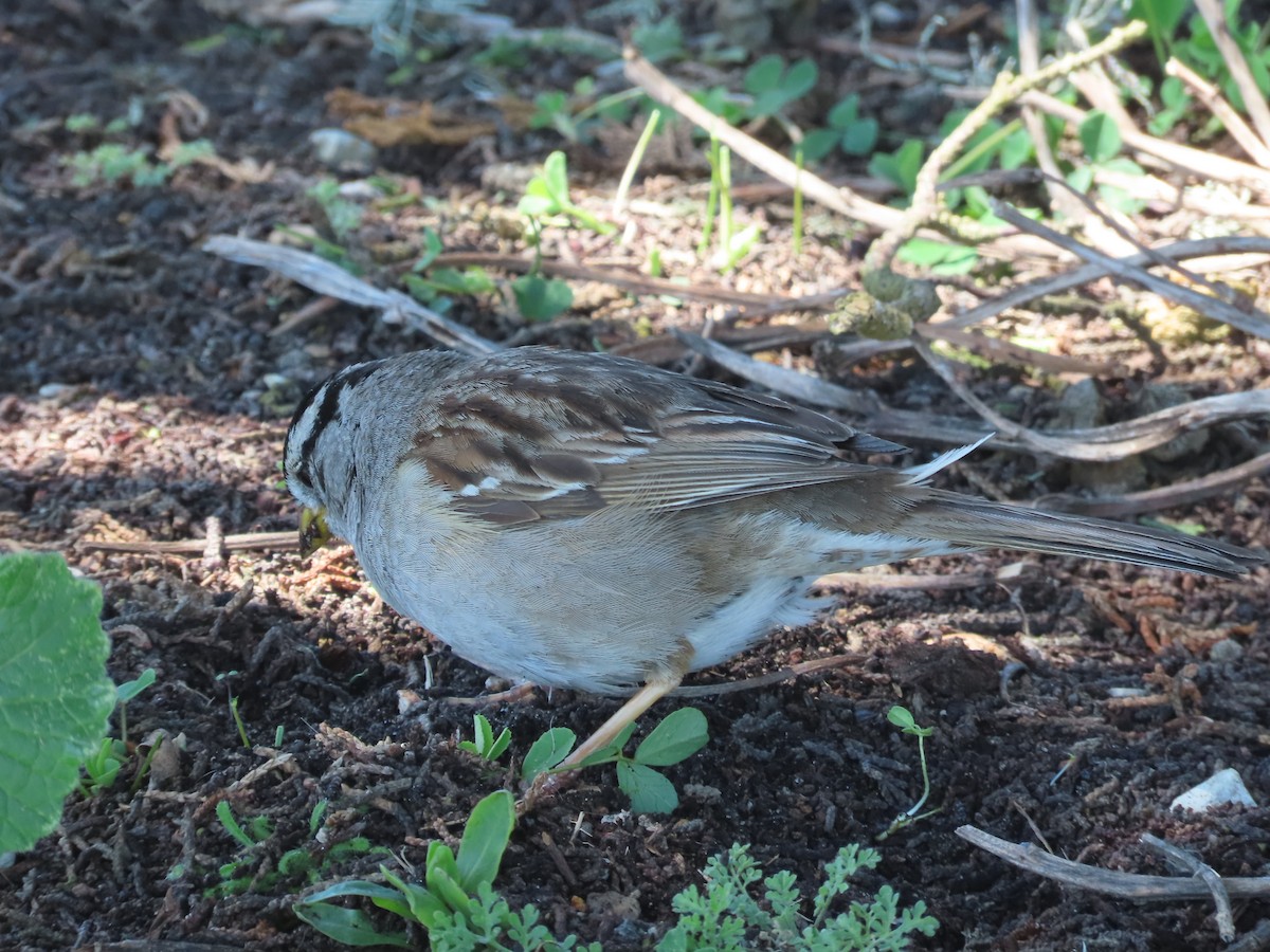 White-crowned Sparrow (nuttalli) - ML619783963