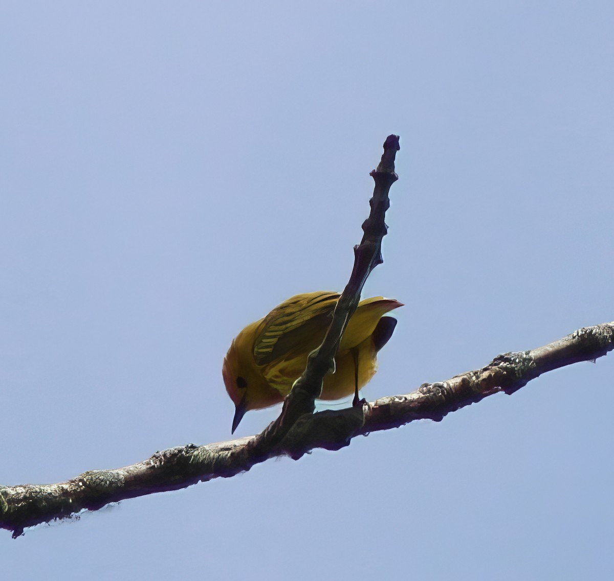 Yellow Warbler - ML619783964