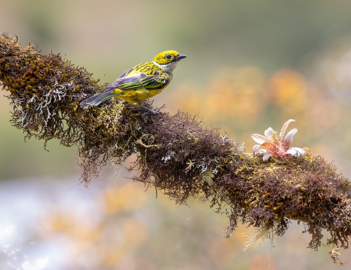 Silver-throated Tanager - ML619784009