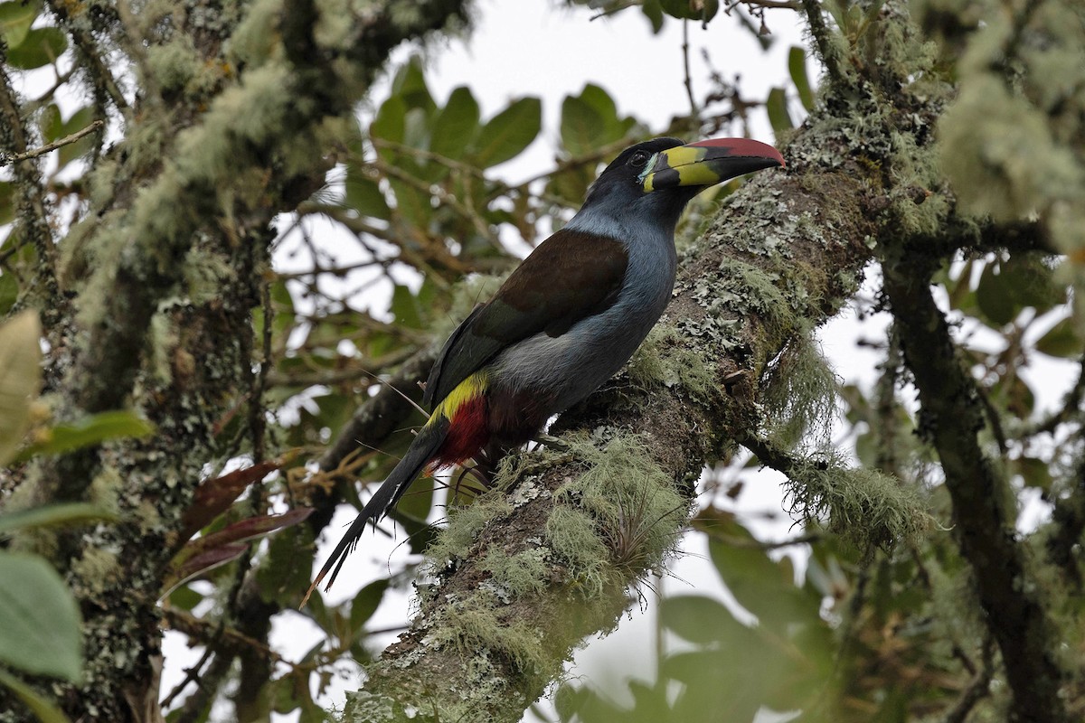 Gray-breasted Mountain-Toucan - ML619784015